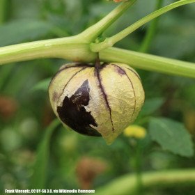 Tomatillo Purple, Physalis philadelphica